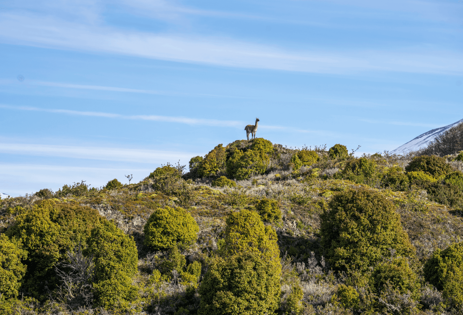 Gestión y Manejo Integral de Áreas Naturales Protegidas